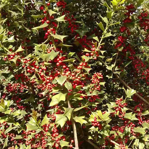Ilex cornuta & Chinese holly Seeds