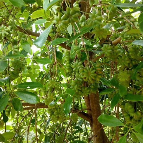 Illicium verum & Star anise Seeds