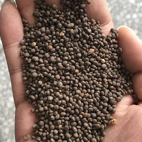 Impatiens Balsamina & Rose Balsam Seeds