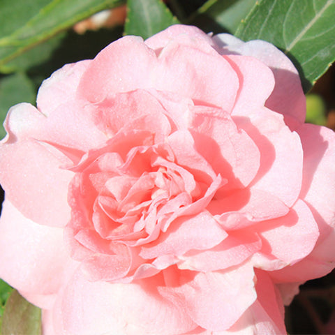 Impatiens Balsamina & Rose Balsam Seeds