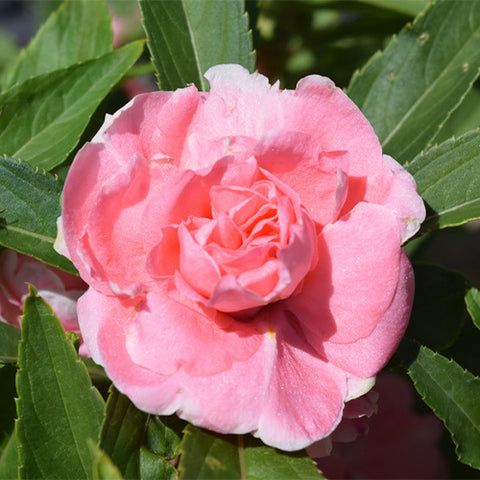 Impatiens-Balsamina-Seeds