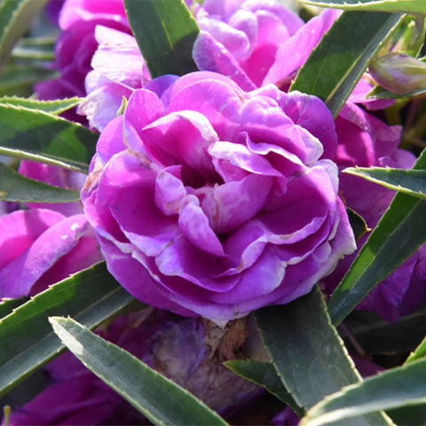 Impatiens-Balsamina-Seeds