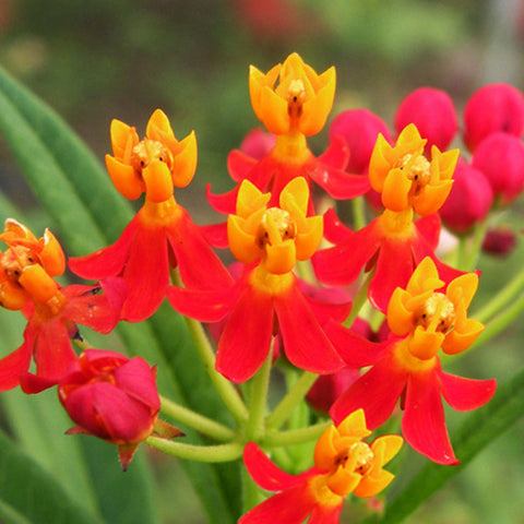 Impatiens Cyathiflora & Poinciana Seeds