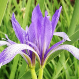 Iris Lactea & Milky Iris Seeds