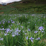 Iris Lactea & Milky Iris Seeds