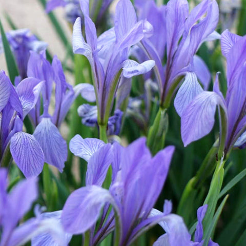 Iris Lactea & Milky Iris Seeds