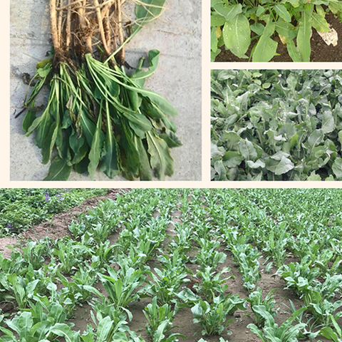 Isatis indigotica Seeds