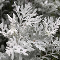 Jacobaea-Maritima-Dusty-Miller-Seeds