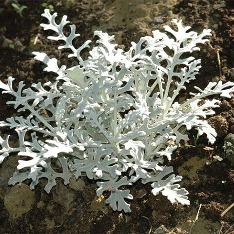 Jacobaea-Maritima-Dusty-Miller-Seeds