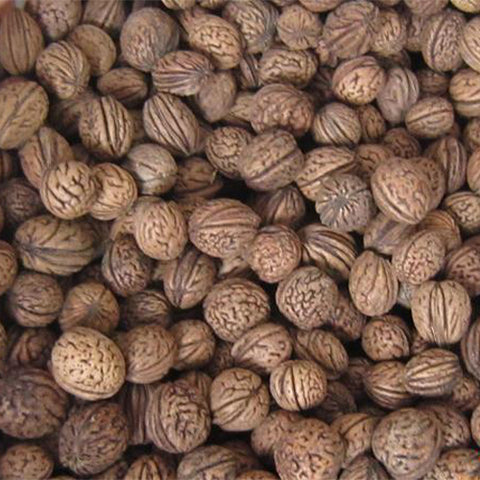 Juglans-regia-Persian-walnut-Seeds