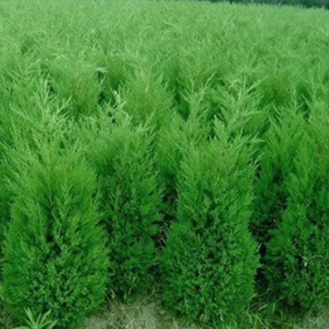 Juniperus chinensis & Chinese juniper Seeds