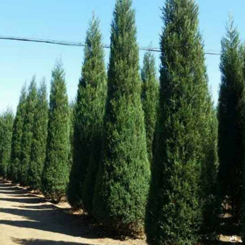 Juniperus chinensis & Chinese juniper Seeds