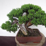 Juniperus chinensis & Makishi Seeds