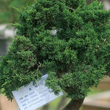 Juniperus chinensis & Makishi Seeds
