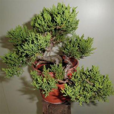 Juniperus chinensis & Makishi Seeds