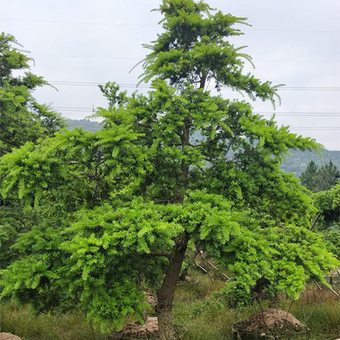 Keteleeria fortunei & Pinus tabulaeformis Seeds 