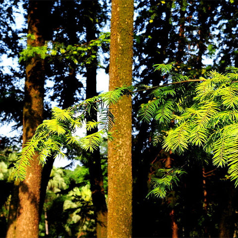 Keteleeria fortunei & Pinus tabulaeformis Seeds 