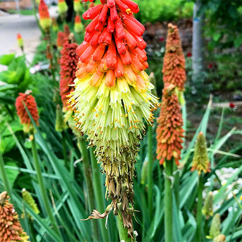 Kniphofia-Uvaria-Red-Hot-Poker-Seeds