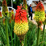 Kniphofia-Uvaria-Red-Hot-Poker-Seeds