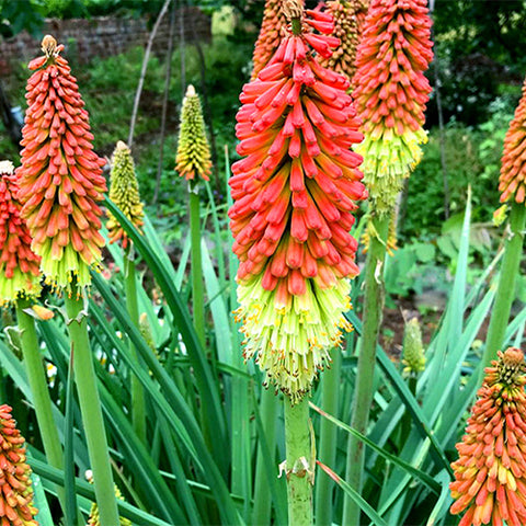 Kniphofia-Uvaria-Red-Hot-Poker-Seeds