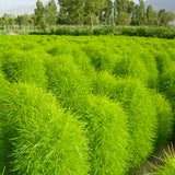 Kochia Scoparia & Bassia Scoparia Seeds