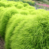 Kochia Scoparia & Bassia Scoparia Seeds