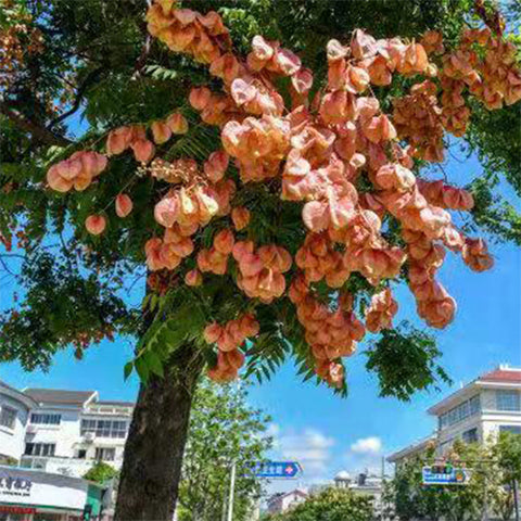 Koelreuteria paniculata & Goldenrain tree Seeds