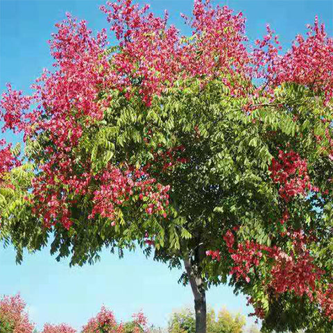 Koelreuteria paniculata & Goldenrain tree Seeds