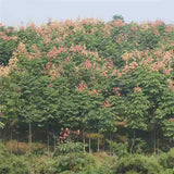 Koelreuteria paniculata & Goldenrain tree Seeds
