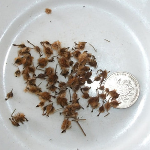 Kolkwitzia amabilis & Linnaea amabilis Seeds