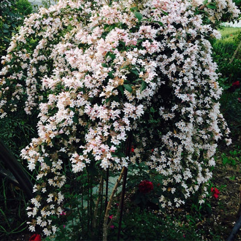 Kolkwitzia amabilis & Linnaea amabilis Seeds