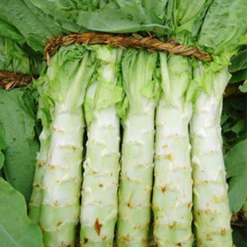 Lactuca Sativa & Asparagus Seeds – HeYou Seeds