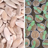 Lagenaria Siceraria & Opo Squash Seeds