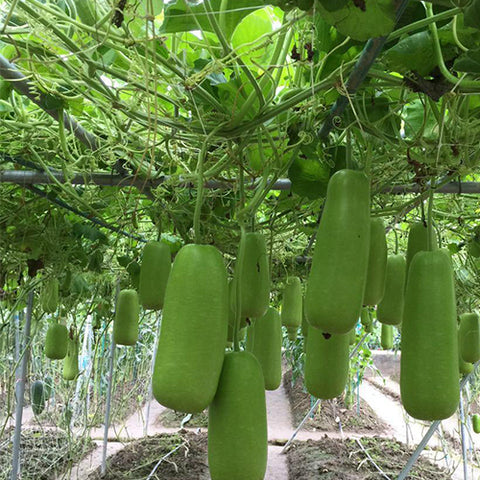 Lagenaria Siceraria & Opo Squash Seeds