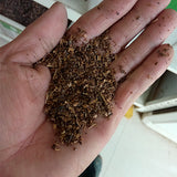 Lagerstroemia-indica-Crape-myrtle-Seeds