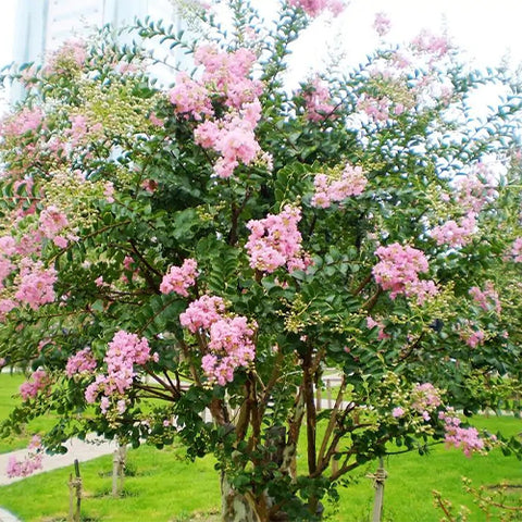 Lagerstroemia-indica-Crape-myrtle-Seeds