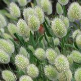 Lagurus Ovatus & Bunnytail Seeds