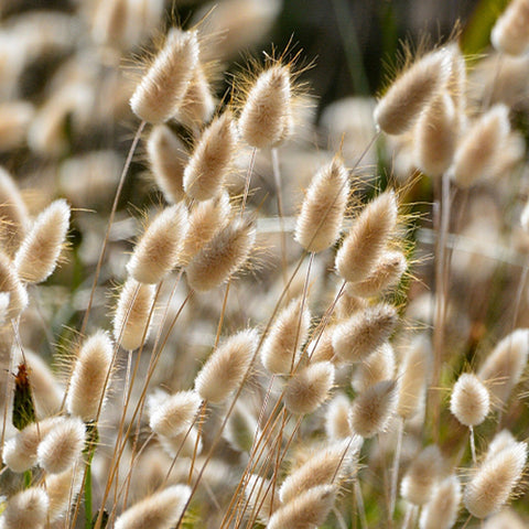 Lagurus Ovatus & Bunnytail Seeds