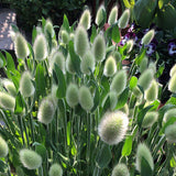 Lagurus Ovatus & Bunnytail Seeds