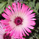 Lampranthus-Spectabilis-Mesembryanthemum-Spectabile-Seeds