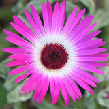 Lampranthus-Spectabilis-Mesembryanthemum-Spectabile-Seeds