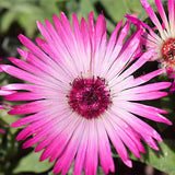 Lampranthus-Spectabilis-Mesembryanthemum-Spectabile-Seeds