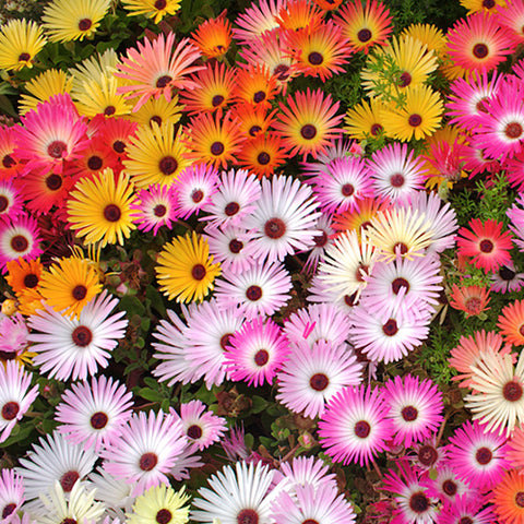 Lampranthus Spectabilis & Mesembryanthemum Spectabile Seeds
