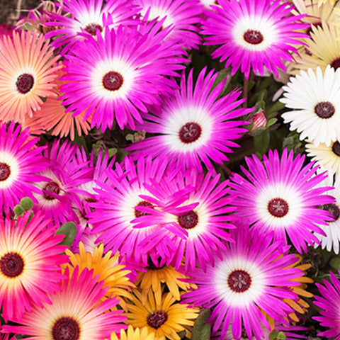 Lampranthus Spectabilis & Mesembryanthemum Spectabile Seeds