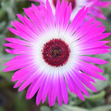 Lampranthus-Spectabilis-Mesembryanthemum-Spectabile-Seeds