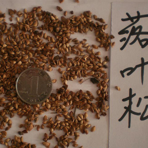 Larix-gmelinii-Dahurian-larch-Seeds