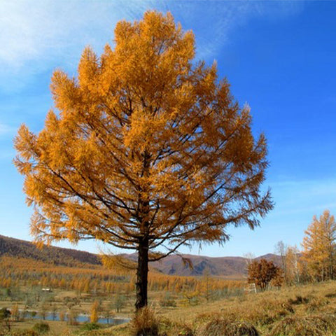 Larix-gmelinii-Dahurian-larch-Seeds