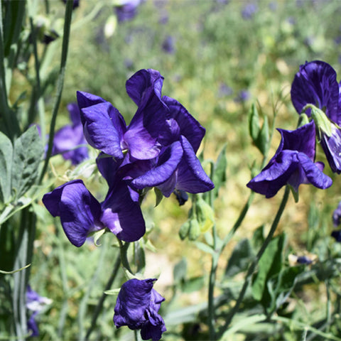 Lathyrus-Odoratus-Sweet-Pea-Seeds