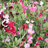 Lathyrus Odoratus & Sweet Pea Seeds