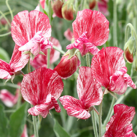 Lathyrus Odoratus & Sweet Pea Seeds